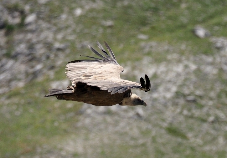 Incontro col Grifone (Gyps fulvus )